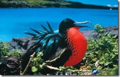 Frigate Bird