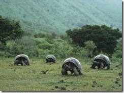 Galapagos Turtle