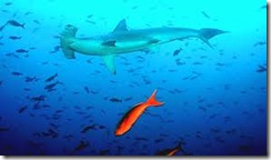 Hammerhead